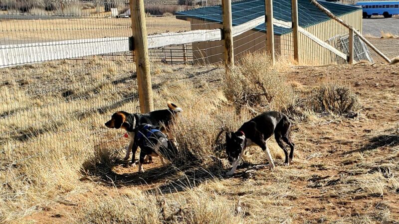 Gizmo's Dog Park - Dubois, WY