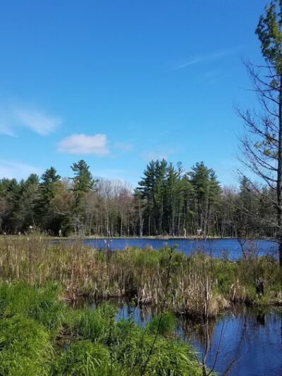 Stark Pond Wildlife Management Area - Dunbarton, NH