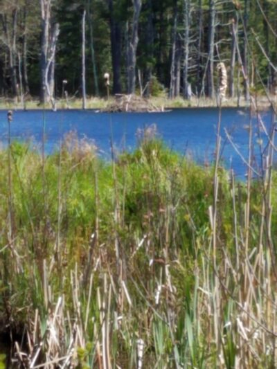 Stark Pond Wildlife Management Area - Dunbarton, NH