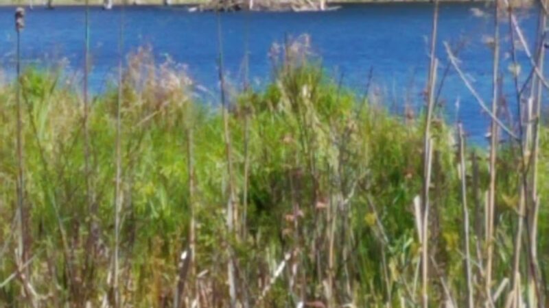 Stark Pond Wildlife Management Area - Dunbarton, NH