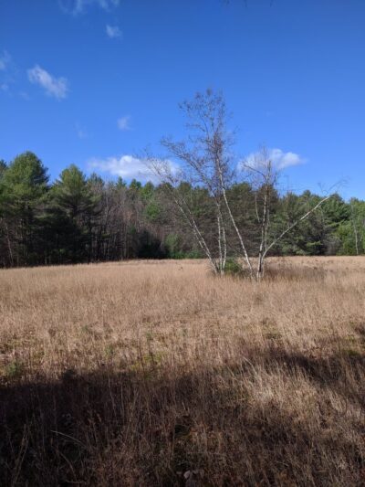 Stark Pond Wildlife Management Area - Dunbarton, NH
