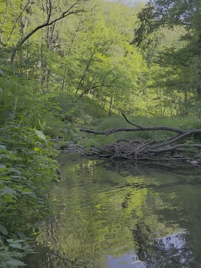 Backbone State Park - Dundee, IA