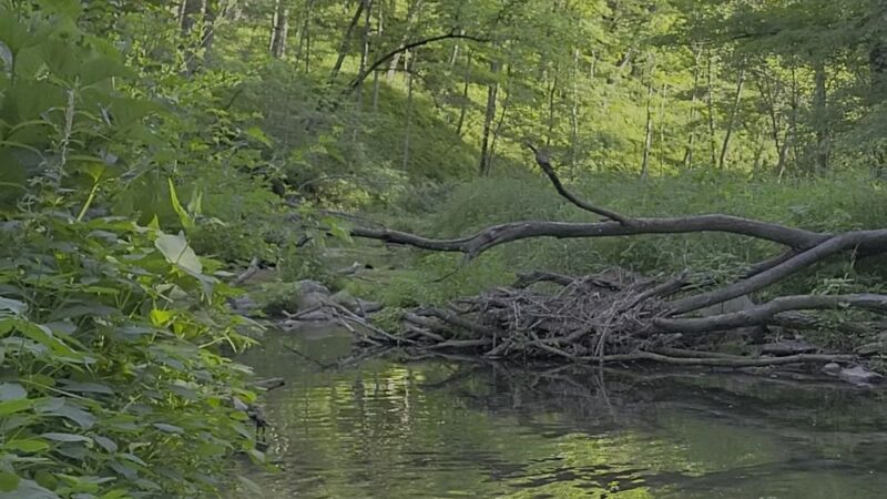 Backbone State Park - Dundee, IA