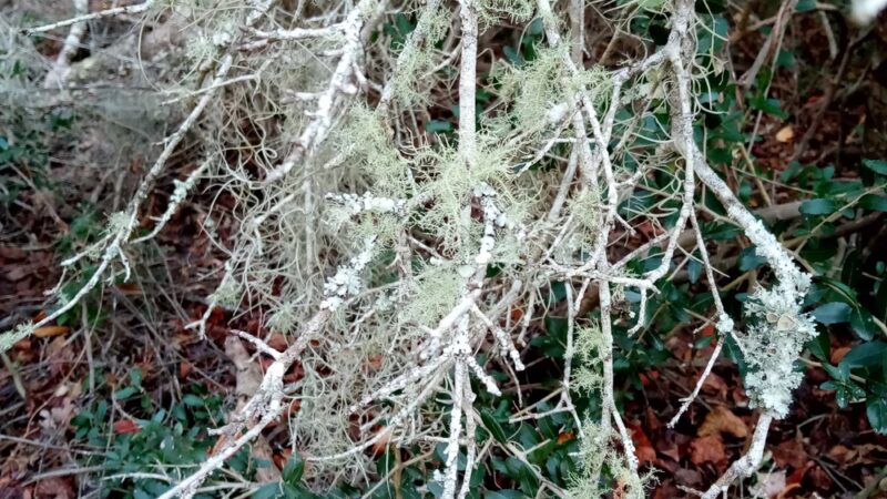 Citronelle Park - Dunnellon, FL