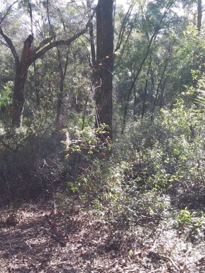 Citronelle Park - Dunnellon, FL