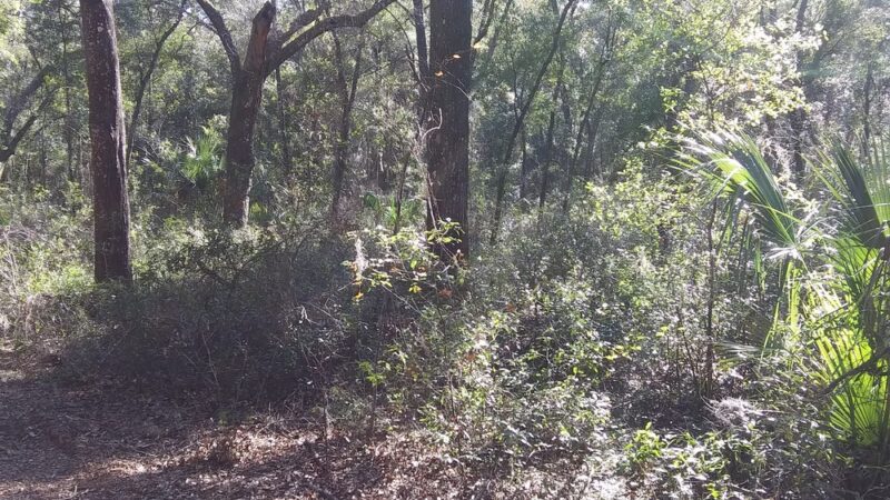 Citronelle Park - Dunnellon, FL