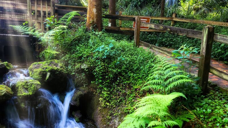 Rainbow Springs State Park - Dunnellon, FL