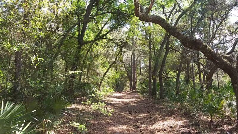 Withlacoochee State Forest - Johnson Pond Recreational Trailhead - Dunnellon, FL