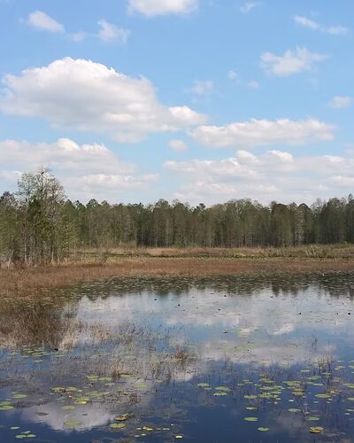 Withlacoochee State Forest - Johnson Pond Recreational Trailhead - Dunnellon, FL