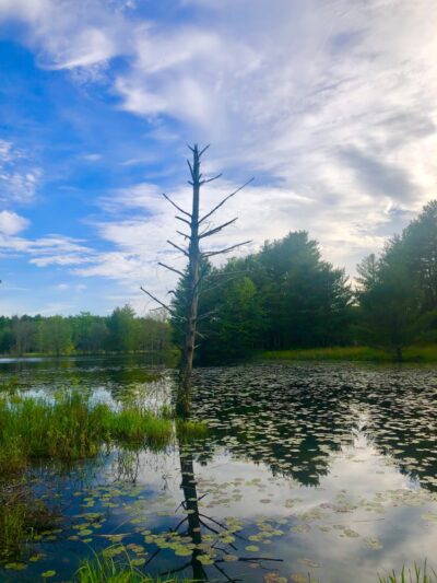 Bass Pond - Dunstable, MA