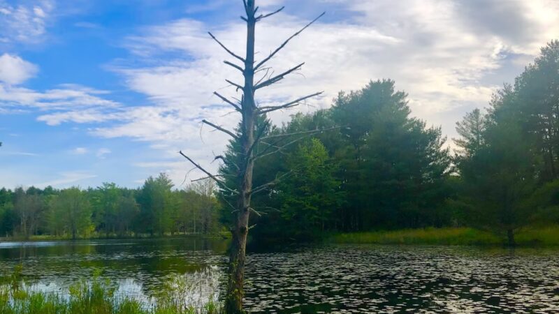 Bass Pond - Dunstable, MA