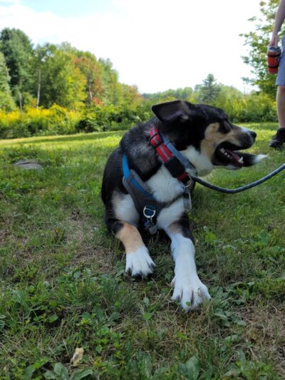 Dunstable Rural Land Trust - Dunstable, MA