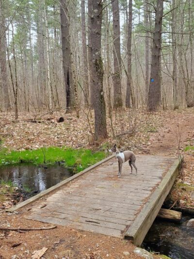 Spaulding-Proctor Reservation - Dunstable, MA