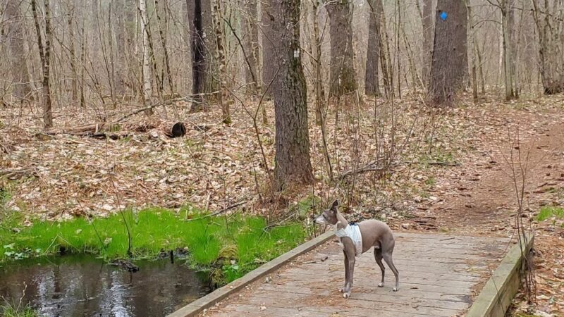 Spaulding-Proctor Reservation - Dunstable, MA