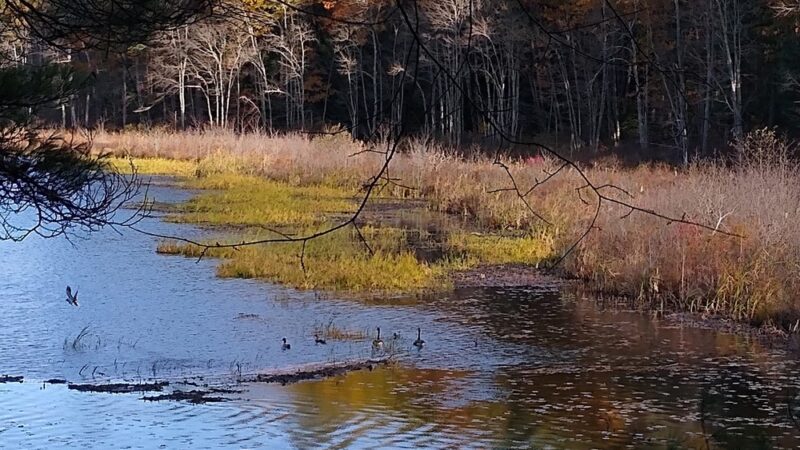 Spaulding-Proctor Reservation - Dunstable, MA