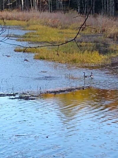 Spaulding-Proctor Reservation - Dunstable, MA