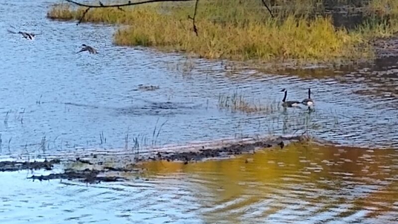 Spaulding-Proctor Reservation - Dunstable, MA