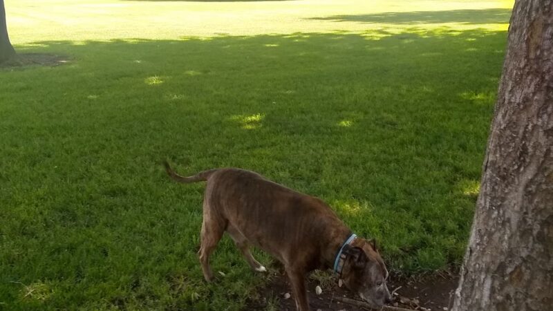 Midway Park - Durham, CA