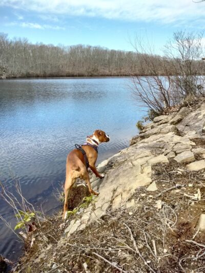 Miller's Pond State Park (Parking Lot) - Durham, CT