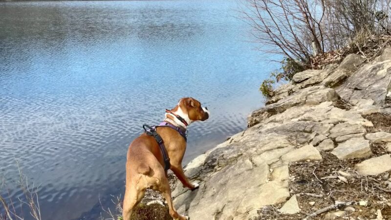 Miller's Pond State Park (Parking Lot) - Durham, CT