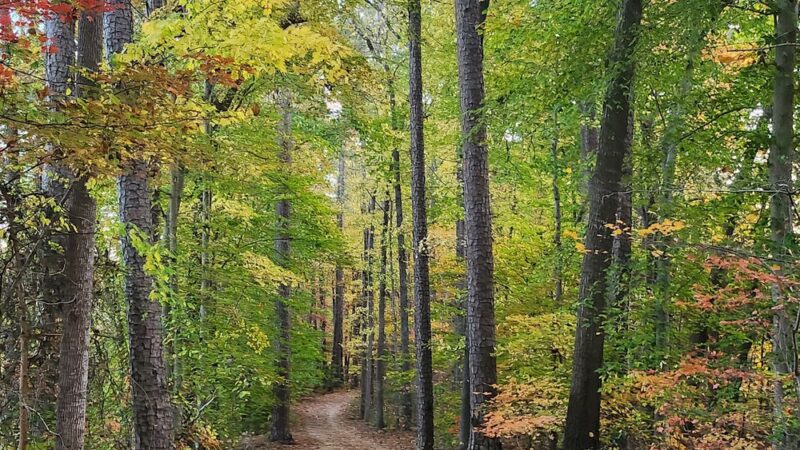 Al Buehler Trail: Public Parking - Durham, NC