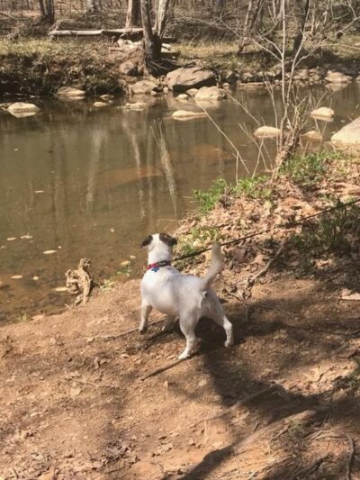 Duke Forest Gate 26 - Durham, NC