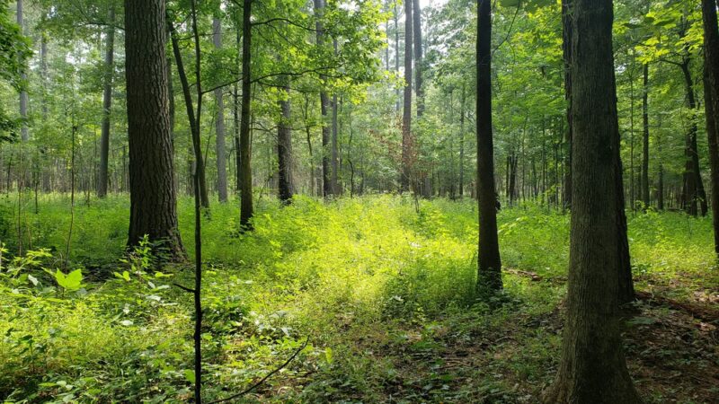 Mountains To Sea Trail Segment 10 Parking - Durham, NC