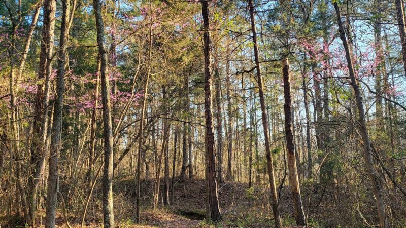 Parking for Mountains-to-Sea Trail - Durham, NC