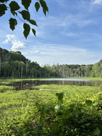 Sandy Creek Park - Durham, NC