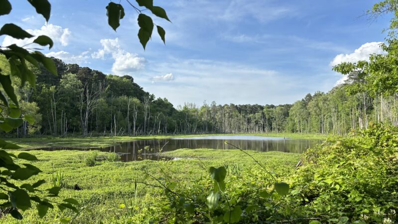 Sandy Creek Park - Durham, NC