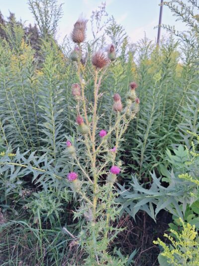 Beecher Park - Eagan, MN