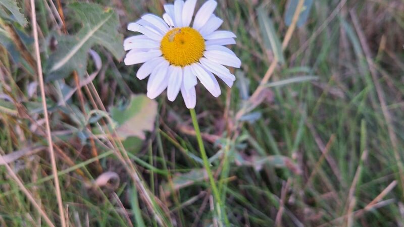 Beecher Park - Eagan, MN