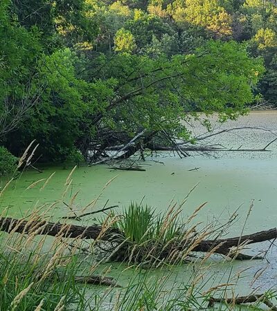 Berry Patch Park - Eagan, MN