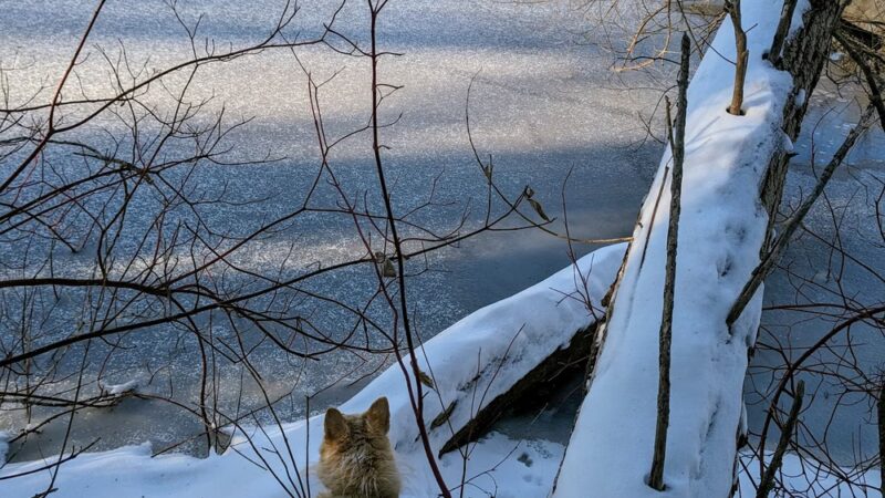 Captain Dodd Park - Eagan, MN