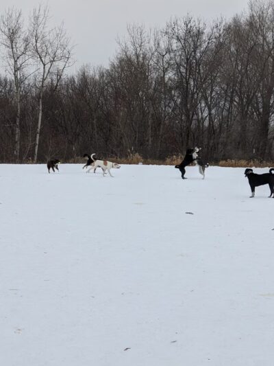 Thresher Fields Park - Eagan, MN