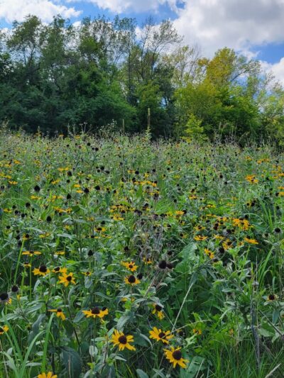 Woodhaven Park - Eagan, MN