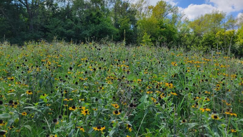 Woodhaven Park - Eagan, MN