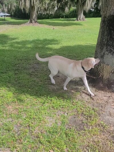 Eagle Lake Park - Eagle Lake, FL
