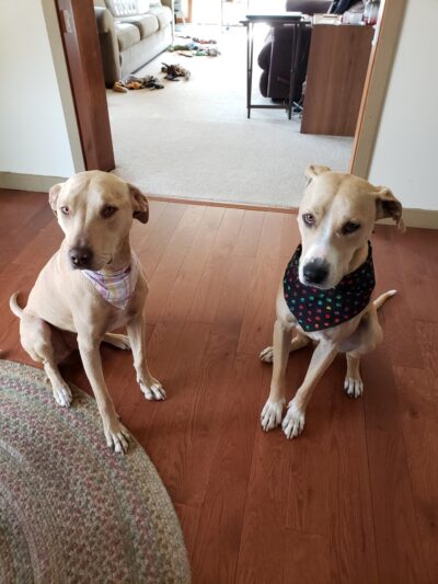 Second Chance Animal Services Adoption Center - East Brookfield, MA