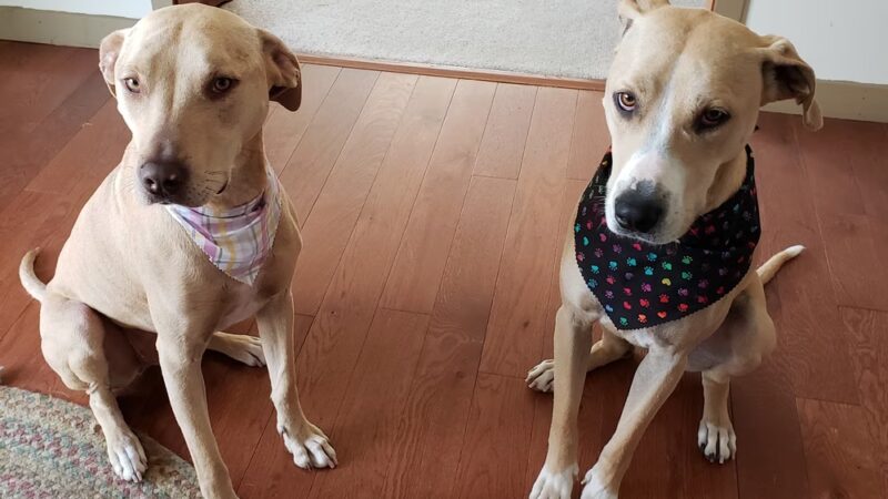 Second Chance Animal Services Adoption Center - East Brookfield, MA