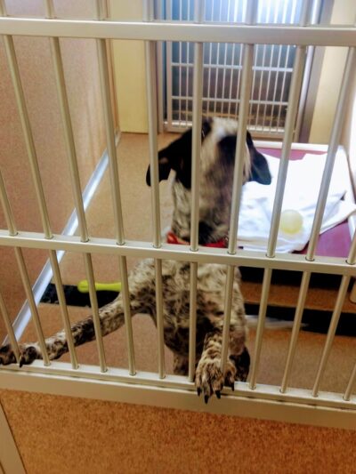 Second Chance Animal Services Adoption Center - East Brookfield, MA