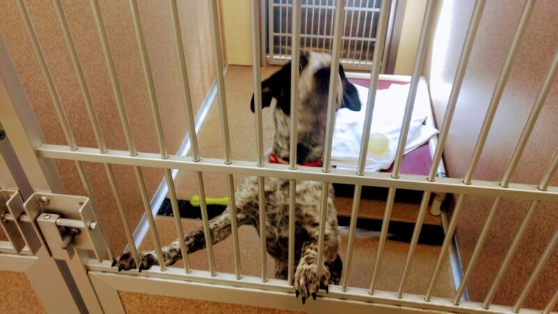 Second Chance Animal Services Adoption Center - East Brookfield, MA