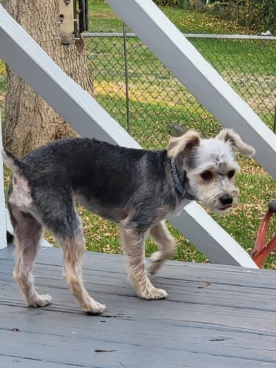 Second Chance Animal Services Adoption Center - East Brookfield, MA