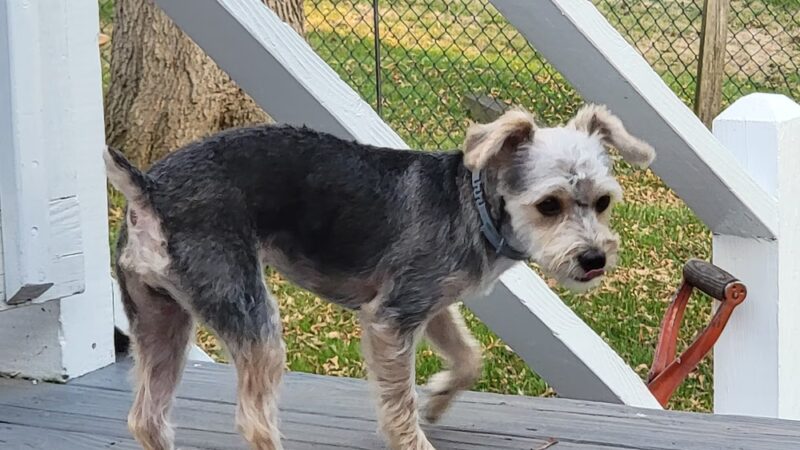Second Chance Animal Services Adoption Center - East Brookfield, MA