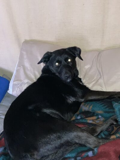 Second Chance Animal Services Adoption Center - East Brookfield, MA