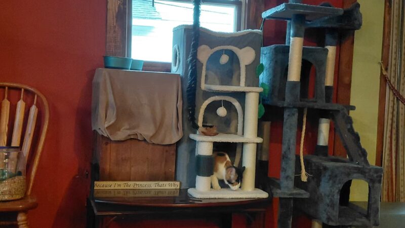 Second Chance Animal Services Adoption Center - East Brookfield, MA