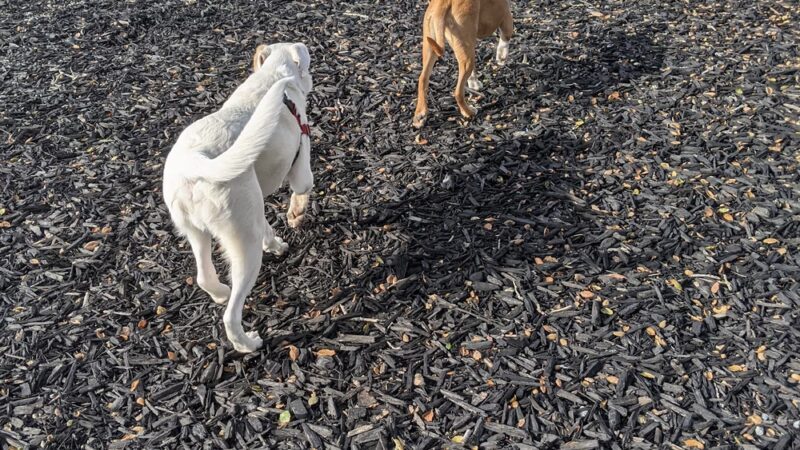 East Garrison Dog Park - East Garrison, CA