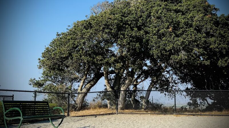 East Garrison Dog Park - East Garrison, CA