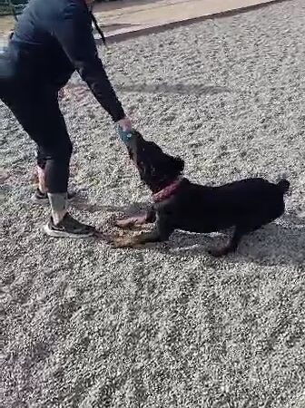 East Garrison Dog Park - East Garrison, CA