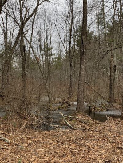 Mill Road Conservation Area - East Longmeadow, MA